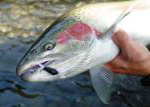 Grande Ronde fly fishing trips on Oregon Rivers