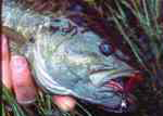 John Day river small mouth bass oregon fishing